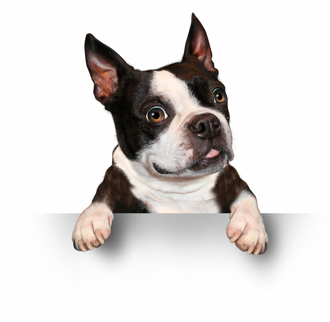 Angel Pet Hospital