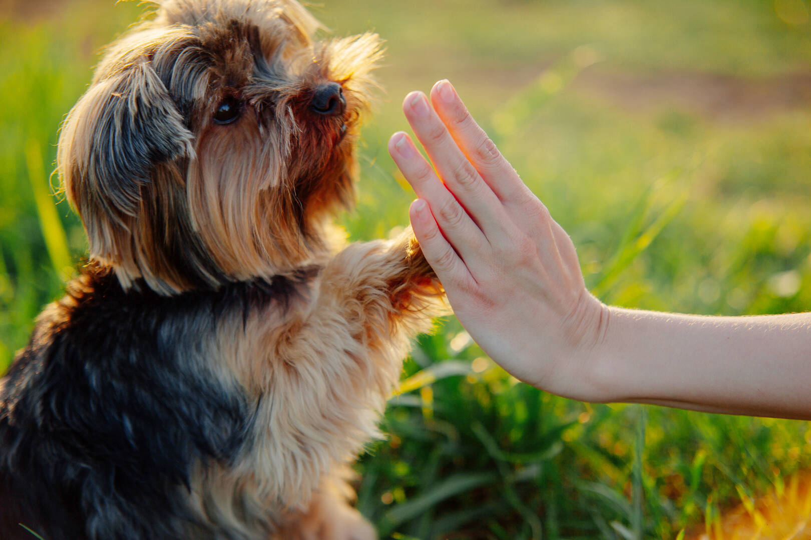 Interlude Pet Resort & Spa