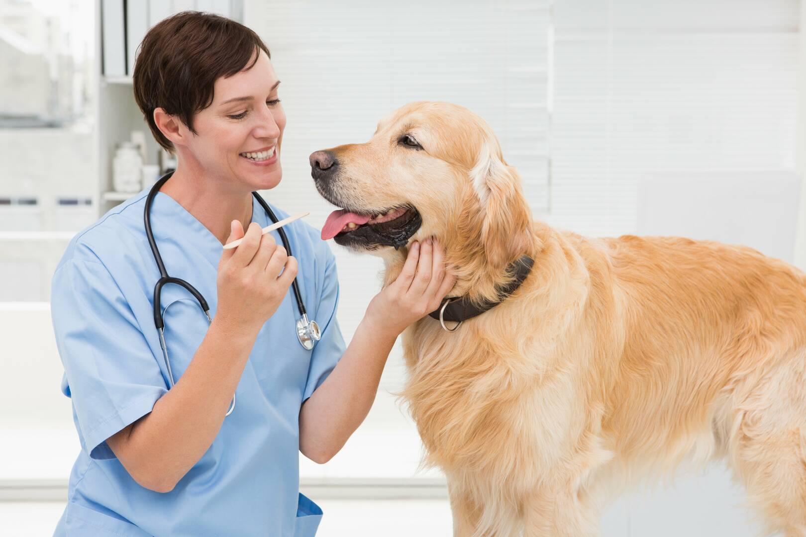 Glenvale Veterinary Clinic logo